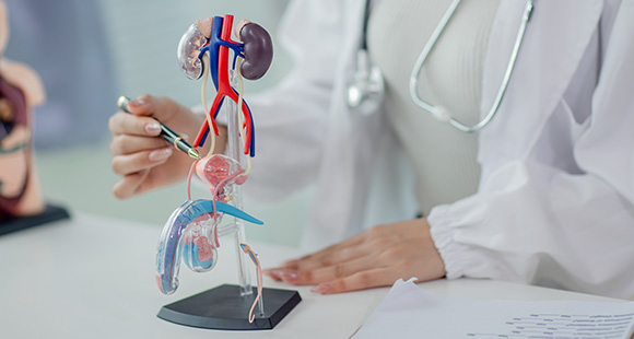 medical professional demonstrating human anatomy model including kidneys urinary system and blood vessels 2 important functions of kidneys